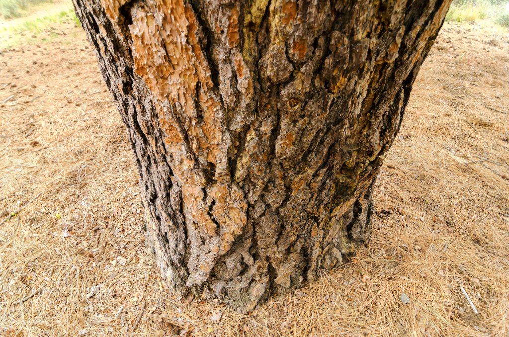 chenilles processionnaires de pin